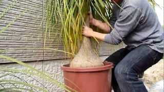 How to repot Beaucarnea recurvata 68 Spring 2011 [upl. by Amund]