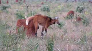 Maned Wolf at Emas NP [upl. by Caasi]