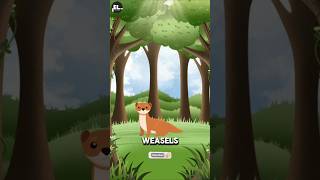 Weasels easylearning weasels funfact knowledge adventure education testyourknowledge quiz [upl. by Mayne]