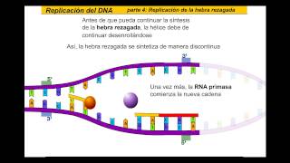 Replicación del ADN Español [upl. by Hirsch]