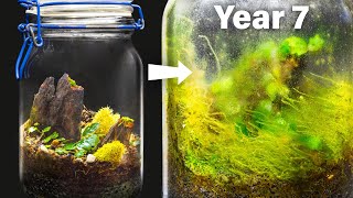 My Closed Terrarium After 7 Years of Life in a Jar [upl. by Wilen]