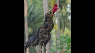 Selective breeding in கட்டு சேவல் kattuseval [upl. by Kowatch]