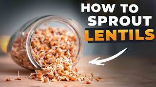 HOW TO SPROUT LENTILS And Why [upl. by Nedrud]