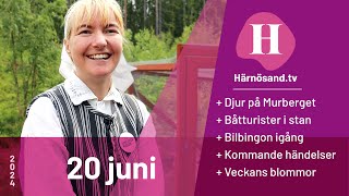 Härnösandtv  20 juni 2024 [upl. by Kristo283]