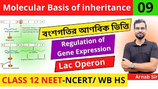 Molecular Basis of Inheritance 09  Regulation of Gene Expression  Lac Operon  Class 12 NEET Bio [upl. by Vezza]