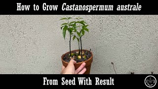 How to grow Castanospermum australe from seed [upl. by Moll]