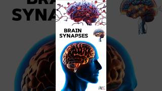 Brain Synapses medical animation 3d short BiologywithAliya [upl. by Morissa95]