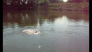 GhostCommon Carp From Gingham Fishery Horwich Bolton [upl. by Clarissa]