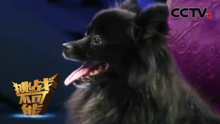 神奇狐狸犬催眠人类现场 Dog Hypnotizes 11 People on Stage [upl. by Aicilana]