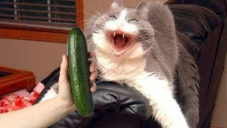 Cats Vs Cucumbers Compilation [upl. by Elad23]