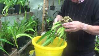 Laelia Gouldiana bleached split and repotted [upl. by Salman]