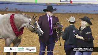 Select 2YearOld Stallions  2024 AQHA World Championship Show [upl. by Daas]