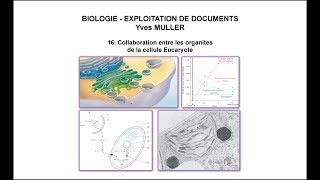 16 Collaboration entre les organites de la cellule Eucaryote [upl. by Rizan]