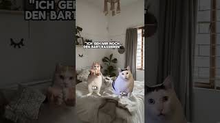 Welchen Bartwuchs meint er🧐😂 catmemes katzenvideos beziehung freundin dogmemes beautyday [upl. by Philine]