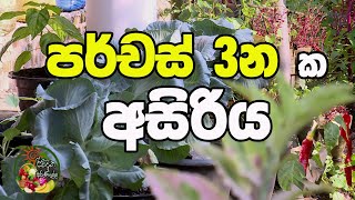 පර්චස් 3 නක අසිරිය  Rividina Arunella  Agriculture  Home Garden  Best Clips [upl. by Klute]