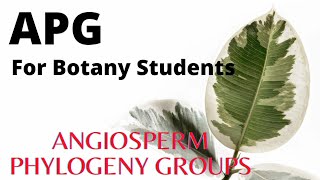 Angiosperm Phylogeny Groups APG taxonomy [upl. by Isaac]