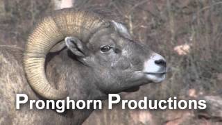 Bighorn Sheep Stock Video Footage [upl. by Nna878]