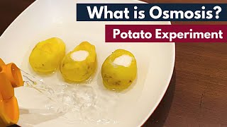 Osmosis What is Osmosis  Definition  Osmosis using Potato  Biology [upl. by Lamee177]