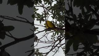 Saffron Finch call 1172024 🐦💯🤙🏾 asmr birdwatching saffronfinch [upl. by Meridel]