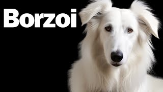 Borzoi The Truth [upl. by Audris650]