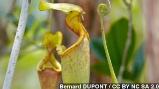 How Carnivorous Pitcher Plants Trap Their Prey [upl. by Nocaed589]