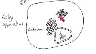 AS Biology  Cell structure of eukaryotes [upl. by Azrim]