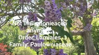 Paulownia tomentosa April 2022 [upl. by Nyrmak]