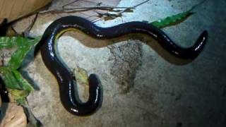 Amazing Amphibians Vol1 No1 Caecilian  Ichthyophis kohtaoensis [upl. by Enywad]