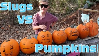 How Many Pumpkins Will Stop A 12 Gauge Slug Surprising Results [upl. by Stoecker]