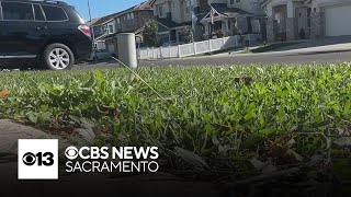 How Modesto is trying to make transition away from grass yards affordable [upl. by Kyte]