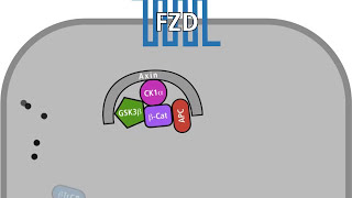 The Wnt pathway in a normal and in a tumour cell [upl. by Rothschild]