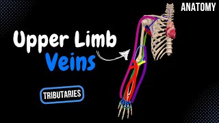 Veins of the Upper Limb Subclavian Axillary Superficial and Deep Veins  Anatomy [upl. by Eulau]