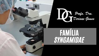 002 Família Syngamidae Morfologia e Ciclo Biológico de Stefanurus dentatus e Syngamus trachea [upl. by Normie]