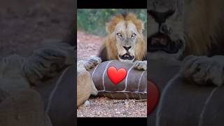 cute baby lions love الشعبالهنديمالهحل [upl. by Cummine]