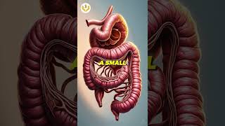 🚨 Why IBS Causes Frequent Bathroom Trips  Vata amp Intestinal Health frequenturination [upl. by Zat945]