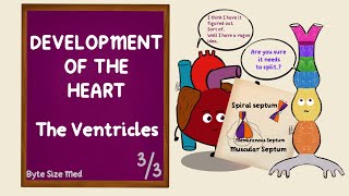 Development of the Ventricles  Spiral Septum  Development of the Heart  Part 33  Embryology [upl. by Wurst]