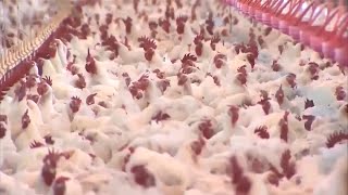 Highly Contagious Bird Flu Detected in 15 States [upl. by Thormora]