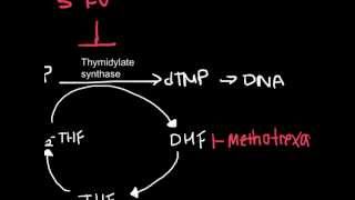 How Antineoplastic Work chemotherapy [upl. by Notselrahc]