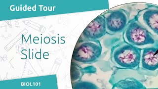 Meiosis Slide Tour BIOL101  Mitosis amp Meiosis Lab [upl. by Gemma602]