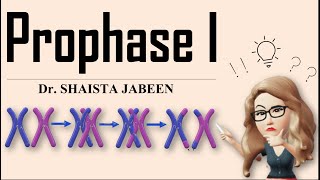 Prophase 1 Stages I Leptotene Zygotene Pachytene Diplotene Diakinesis I Meiosis1 I Recombination [upl. by Rosetta]