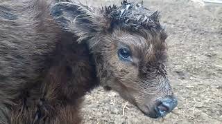 ESCAPE  CUTEST  MOST ADORABLE  FUZZIEST  BABY CALF you will EVER SEE not a HIGHLAND [upl. by Gniliem]