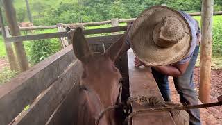 Domando o burro diamante 🤠 Mutano tá ficando firme na doma 🤭 doma domador [upl. by Schiff]