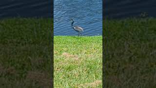 Tricolored Heron Walking by Pond has Slate Grey Feathers White Belly amp Greenish Yellow Legs Oviedo [upl. by Greabe]