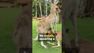 Kangaroo Chronicles The Birth of a Joey [upl. by Suoivatco]