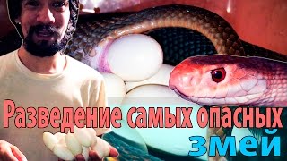 Разведение самых опасных змей Часть 1 [upl. by Cirdet]