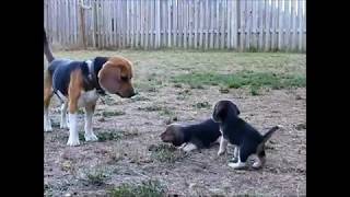 Beagle puppy barks for the first time to his beagle daddy [upl. by Call]