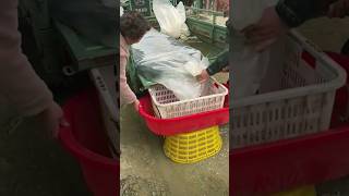 Option for transporting fish without using containers Unloading and filtration [upl. by Noiemad]