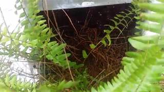 How To Restore Ferns  Indoors  Outdoors  Plants [upl. by Lienhard102]