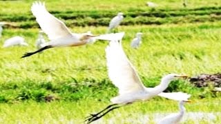 The EGRETS  Wild Life Animal Planet  BURUNG KUNTUL di Sawah  Belibis Putih HD [upl. by Rofotsirk]