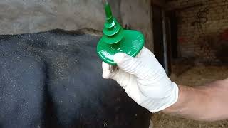 Relief of Gas Tympany Bloat in cow Application of Buff Trochar BovineDoctor [upl. by Annehs91]